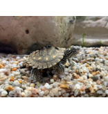 Gelbtupfen Höckerschildkröte - Graptemys flavimaculata CB25