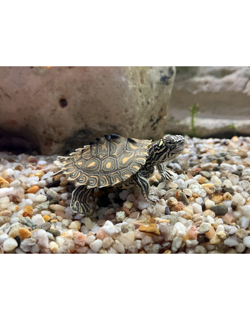 Gelbtupfen Höckerschildkröte - Graptemys flavimaculata CB25