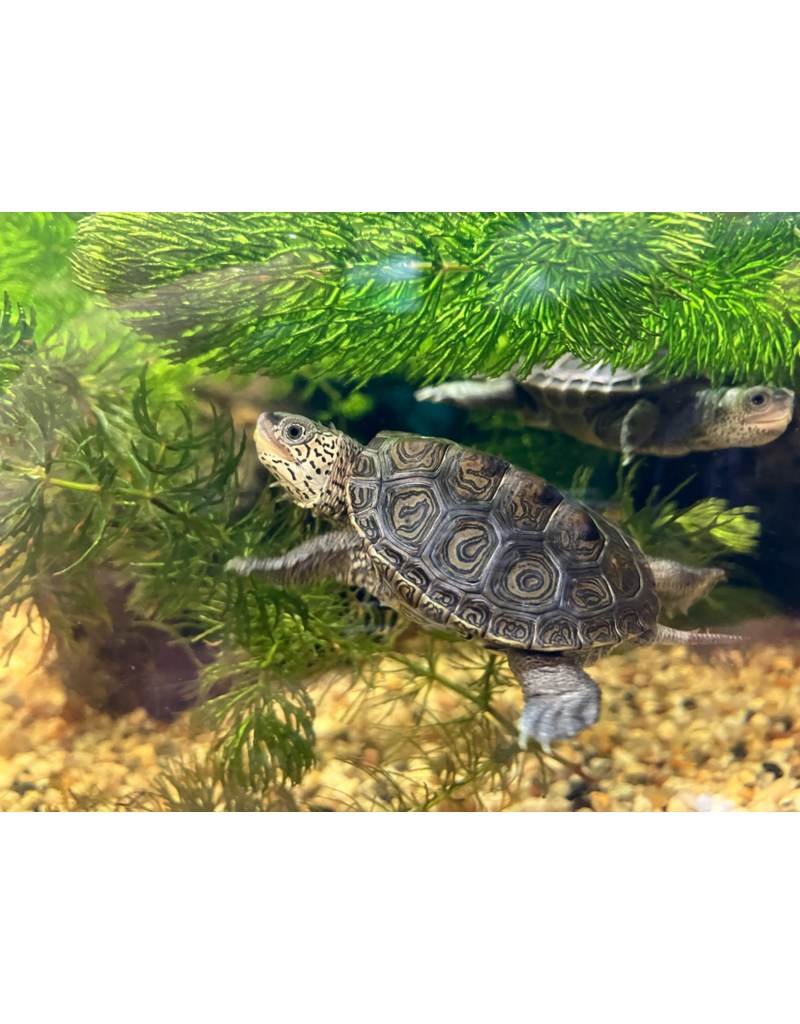Diamantschildkröte - Malaclemys terrapin terrapin CB25