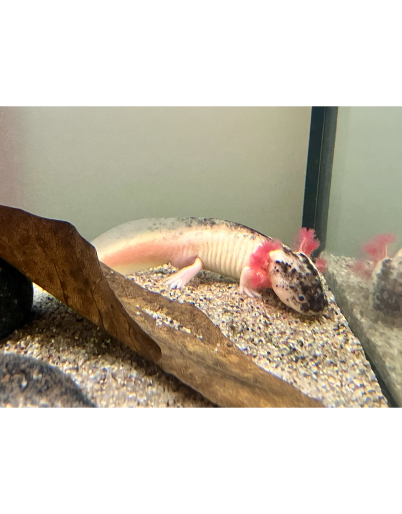 Axolotl - Ambystoma mexicanum "Harlekin hell"