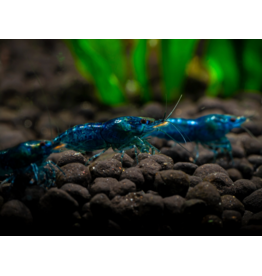 Zwerggarnele - Neocaridina davidi "Blue Dream“