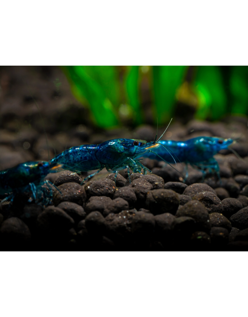 Zwerggarnele - Neocaridina davidi "Blue Dream“