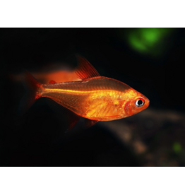 Roter Kirschsalmler - Hyphessobrycon sp. "MUZEL RED CHERRY"