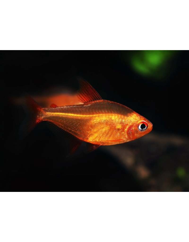 Roter Kirschsalmler - Hyphessobrycon sp. "MUZEL RED CHERRY"