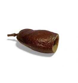 Courbaril Schote - Hymenaea courbaril 7-9cm