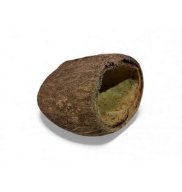 Palm Pod - Borassus flabellifer ca. 5-7cm