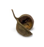 Buddhanuss Natur 8–15 cm