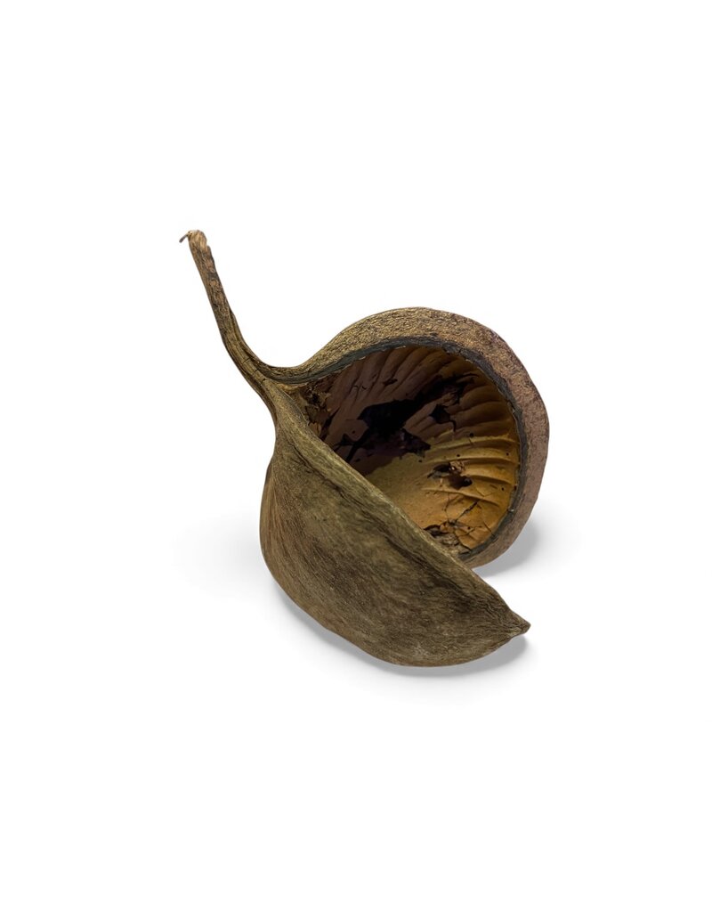 Buddhanuss Natur 8–15 cm