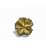 Mamoninha - Brasiliocroton mamoninha 3-5cm