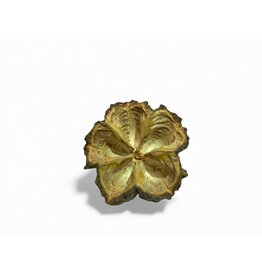 Mamoninha - Brasiliocroton mamoninha 3-5cm