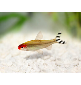 Rotkopfsalmler - Hemigrammus bleheri "Wildfang Kolumbien"