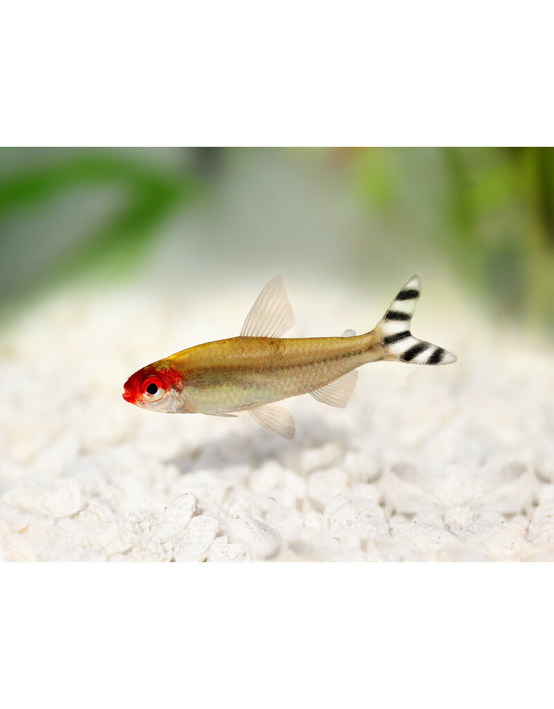 Rotkopfsalmler - Hemigrammus bleheri "Wildfang Kolumbien"