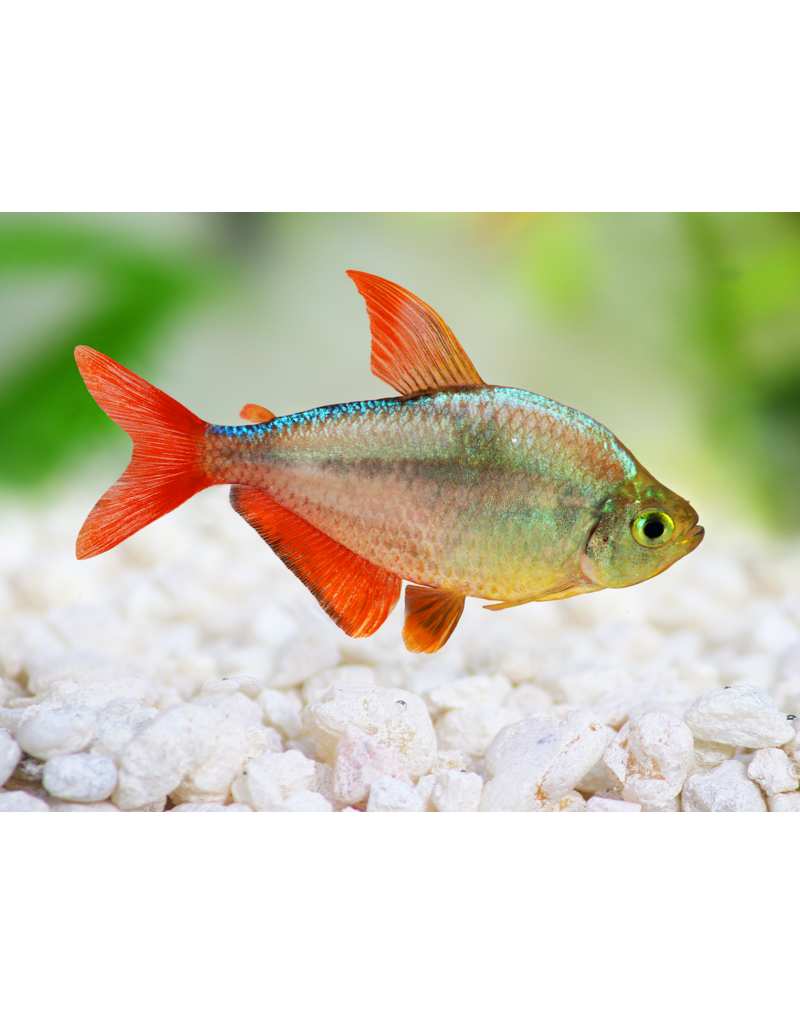 Rotblauer Kolumbianer - Hyphessobrycon columbianus "rot/blau"