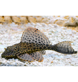 Wabenschilderwels - Glyptoperichthys gibbiceps