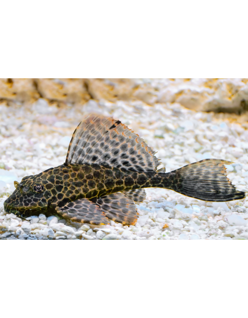 Wabenschilderwels - Glyptoperichthys gibbiceps