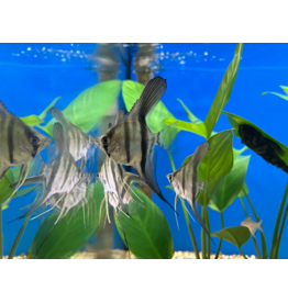 Skalar - Pterophyllum scalare "Red Dragon"