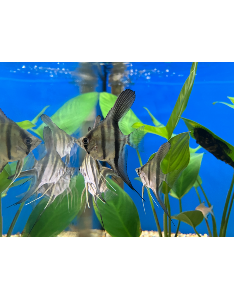 Skalar - Pterophyllum scalare "Red Dragon"