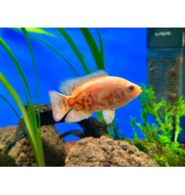 Pfauenaugen Buntbarsch - Astronotus ocellatus "Albino Super Red Tiger"