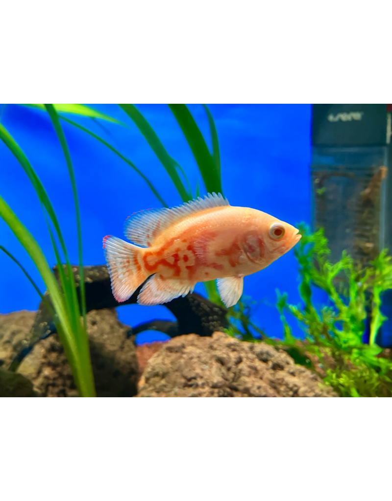Pfauenaugen Buntbarsch - Astronotus ocellatus "Albino Super Red Tiger"