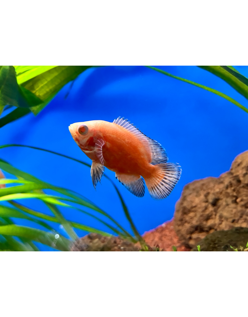 Pfauenaugen Buntbarsch - Astronotus ocellatus "Red Chilli"