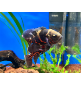 Pfauenaugen Buntbarsch - Astronotus ocellatus "Super Red Tiger"