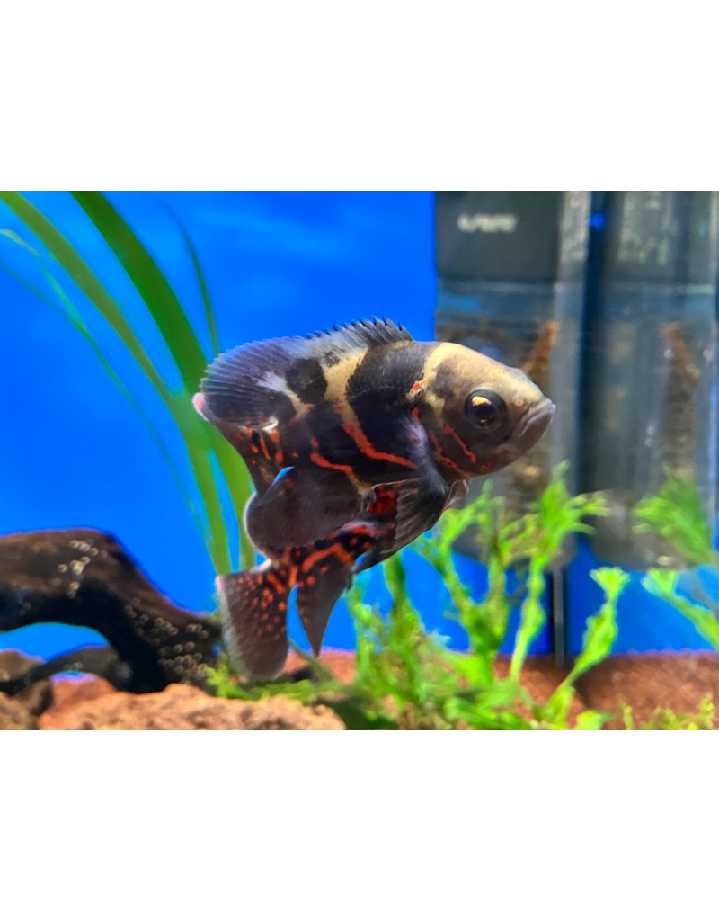 Pfauenaugen Buntbarsch - Astronotus ocellatus "Super Red Tiger"