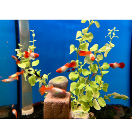 Guppy "Koi Tuxedo" - Poecilia reticulata