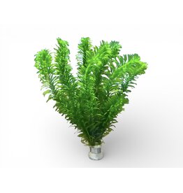 Wasserpest - Egeria densa