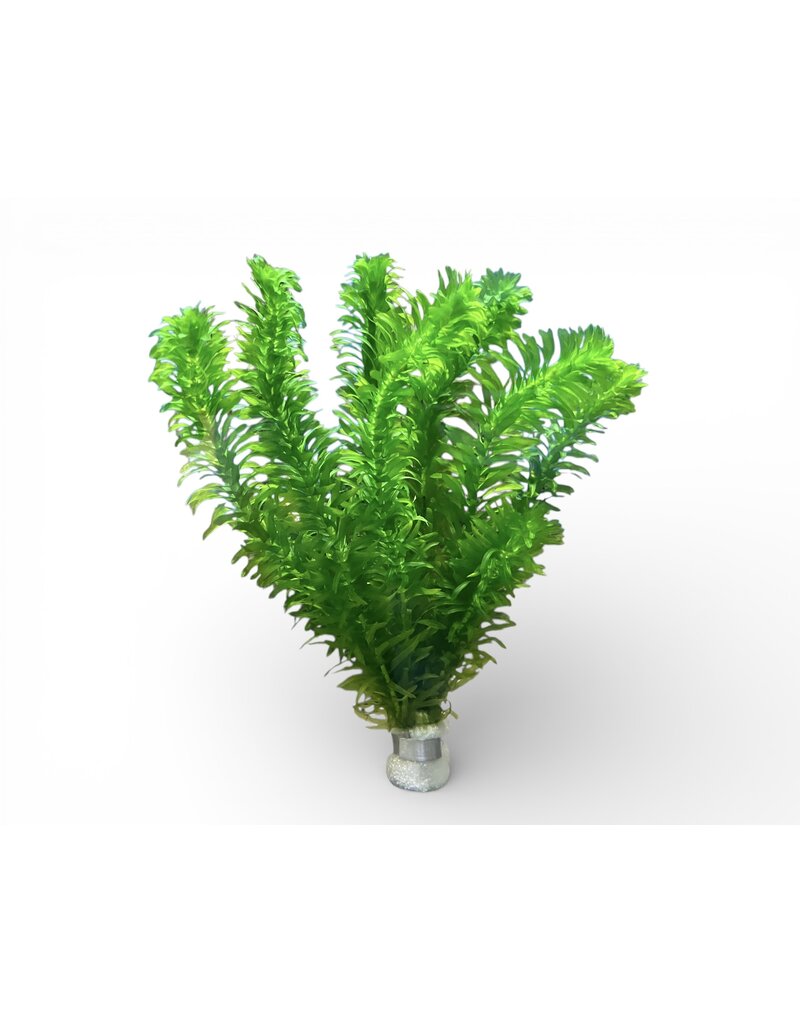 Wasserpest - Egeria densa