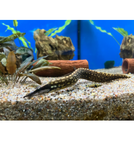 Stachelaal Unicolor - Mastacembulus unicolor