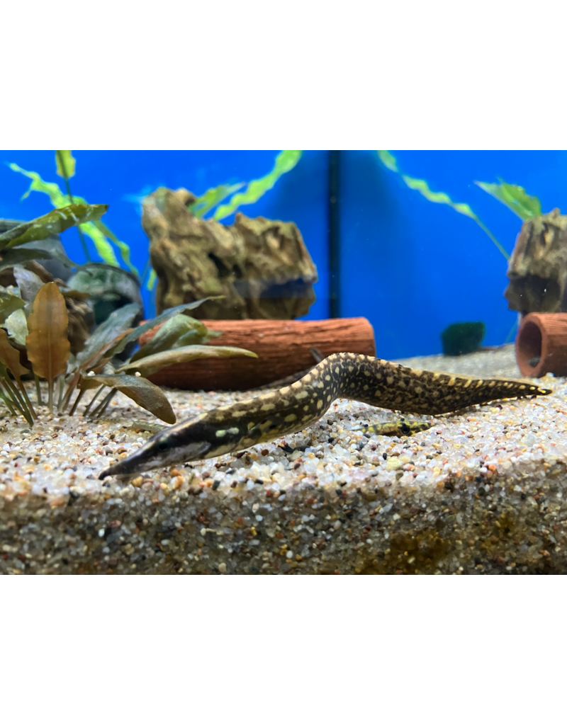 Stachelaal Unicolor - Mastacembulus unicolor