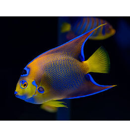 Diadem Prachtkaiserfisch - Holacanthus ciliaris