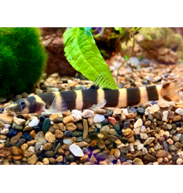 Kapuaschmerle - Kapuasia falaris