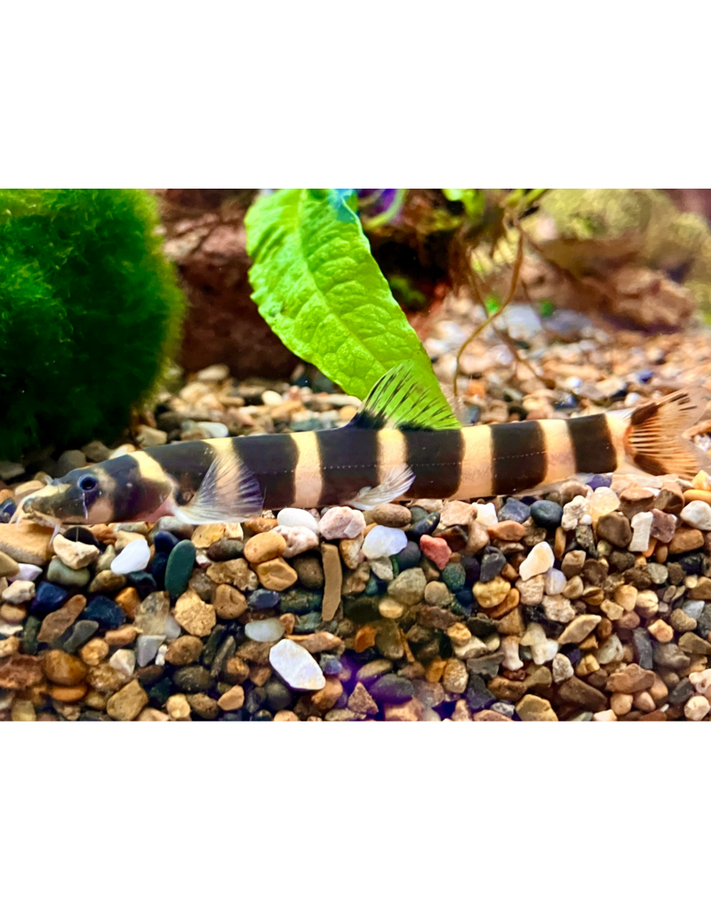 Kapuaschmerle - Kapuasia falaris