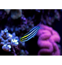 Zebra Schleimfisch - Meiacanthus grammistes