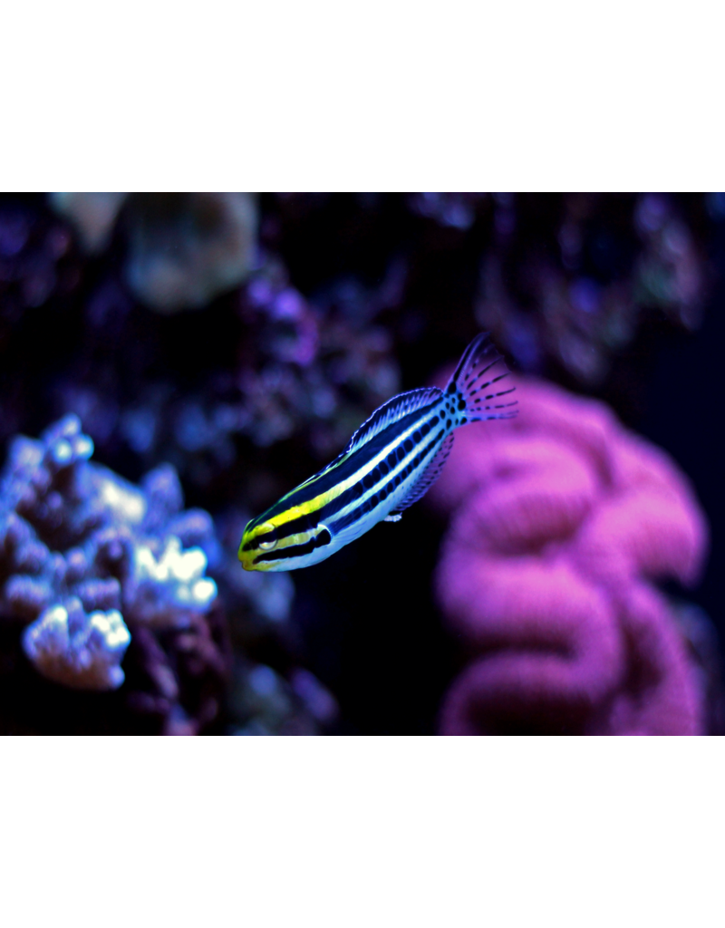 Zebra Schleimfisch - Meiacanthus grammistes