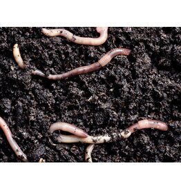 Kompostwurm - Eisenia fetida (Dose)