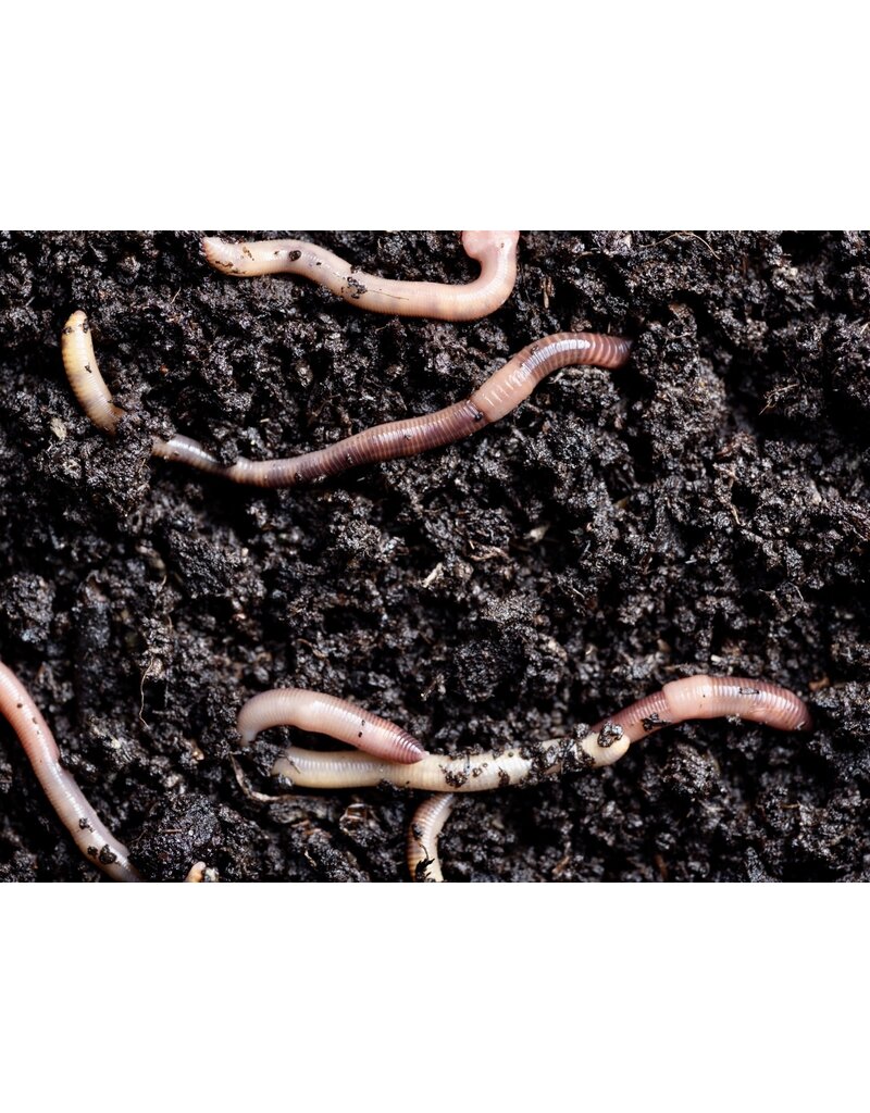 Kompostwurm - Eisenia fetida (Dose)