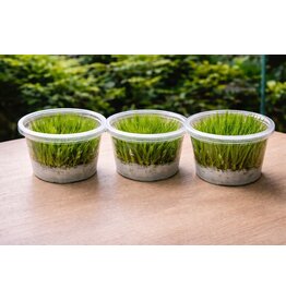 In Vitro Gräser Mix