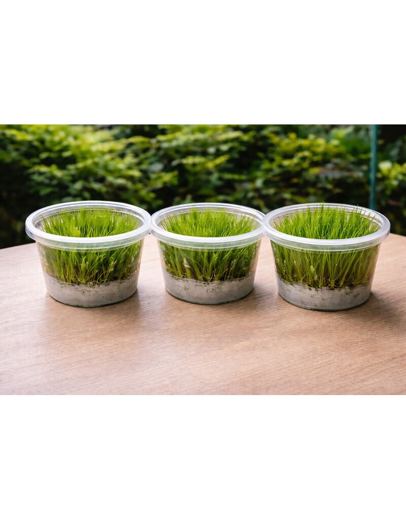 In Vitro Gräser Mix