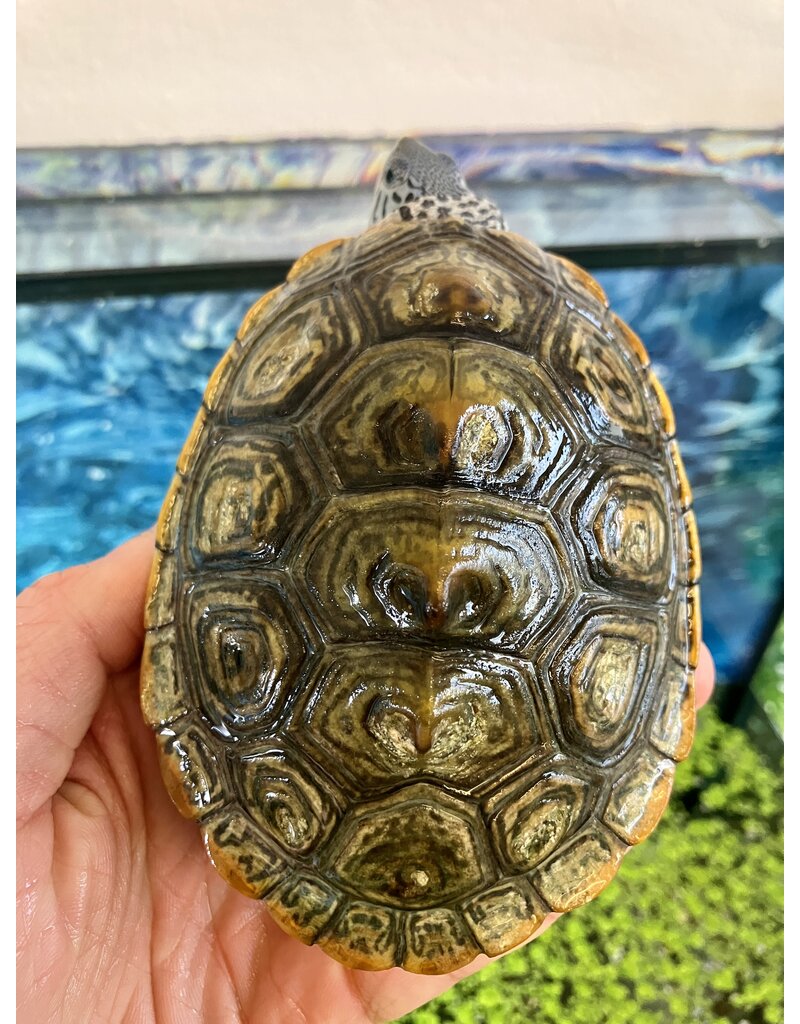Diamantschildkröte - Malaclemys terrapin centrata "concentric" Originalfoto NZ24 Männchen