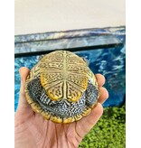 Diamantschildkröte - Malaclemys terrapin centrata "concentric" Originalfoto NZ24 Männchen