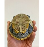 Diamantschildkröte - Malaclemys terrapin centrata "concentric" Originalfoto NZ24 Männchen