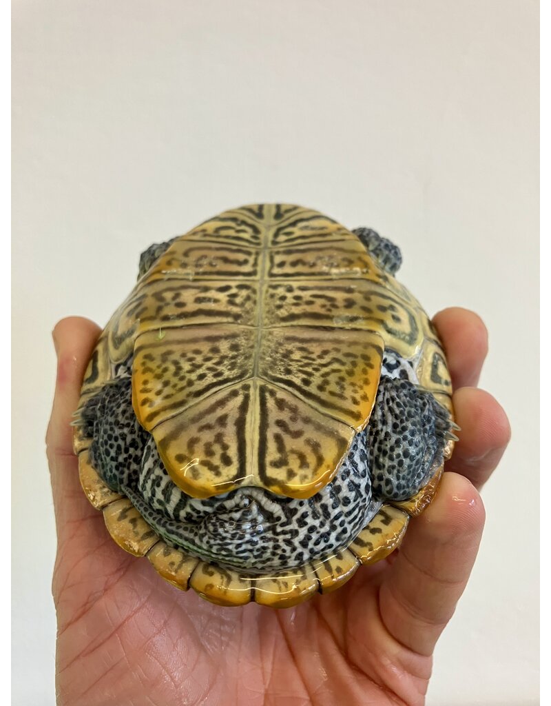 Diamantschildkröte - Malaclemys terrapin centrata "concentric" Originalfoto NZ24 Männchen