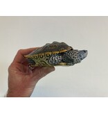 Diamantschildkröte - Malaclemys terrapin centrata "concentric" Originalfoto NZ24 Männchen