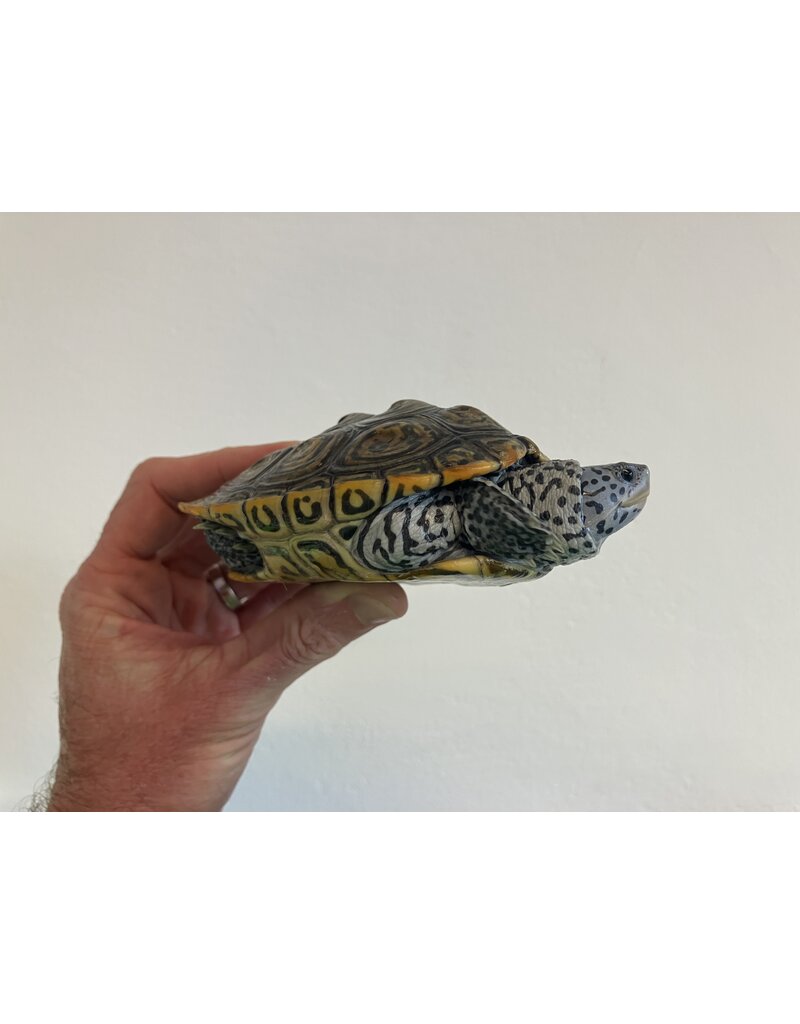 Diamantschildkröte - Malaclemys terrapin centrata "concentric" Originalfoto NZ24 Männchen