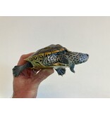 Diamantschildkröte - Malaclemys terrapin centrata "concentric" Originalfoto NZ24 Männchen