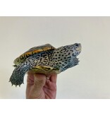 Diamantschildkröte - Malaclemys terrapin centrata "concentric" Originalfoto NZ24 Männchen