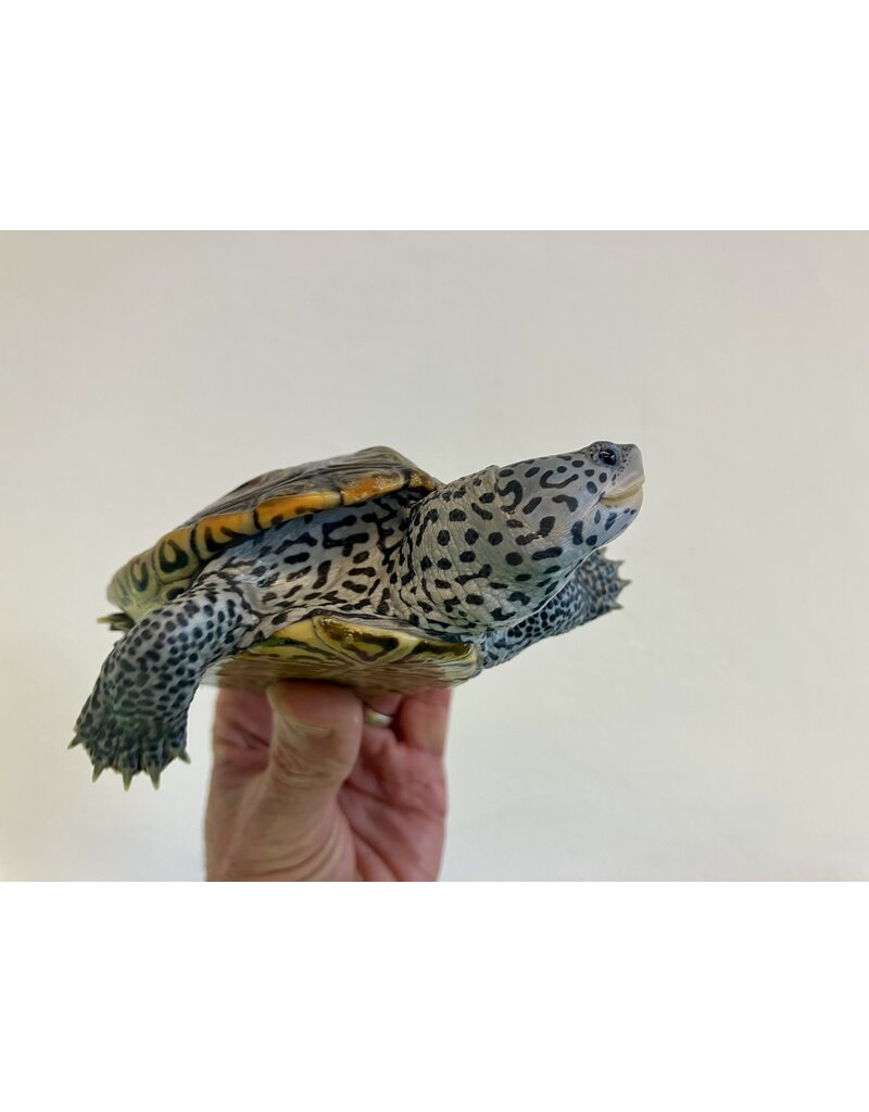 Diamantschildkröte - Malaclemys terrapin centrata "concentric" Originalfoto NZ24 Männchen