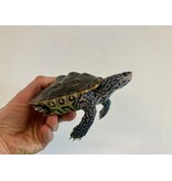Diamantschildkröte - Malaclemys terrapin centrata "concentric" Originalfoto NZ24 Weibchen